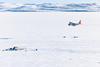 LC-130 landing Parsons Lake, Northwest Territories, Canada