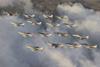 Harrier formation - Pay Jamie Hunter Aviacom
