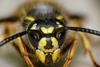 Wasp-c-Martin Cooper Creative Commons