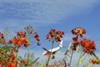 lion air flowers thumb