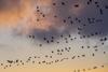 Flock-c-Raphael Rychetsky Unsplash