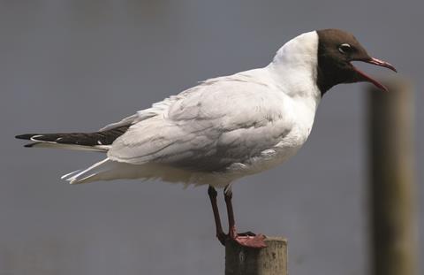 Black headed gull