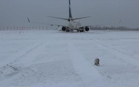 WestJet 737 overrun-c-TSB