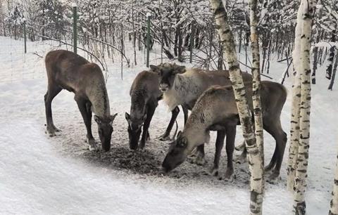 AirBridgeCargo reindeer