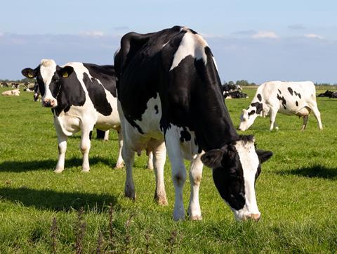 Cows-c-Shutterstock