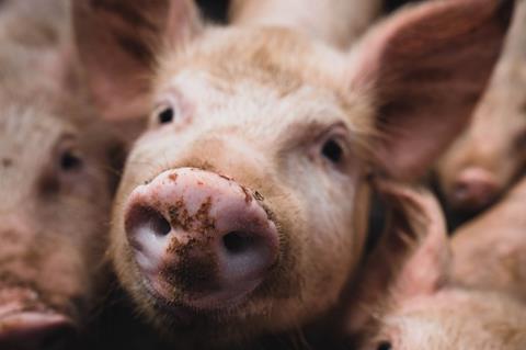 Pigs-c-Unsplash Kenneth Schipper Vera