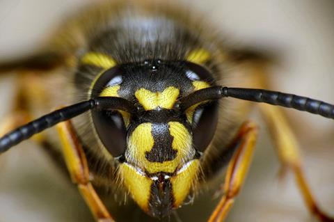 Wasp-c-Martin Cooper Creative Commons