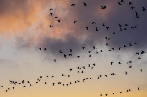 Flock-c-Raphael Rychetsky Unsplash