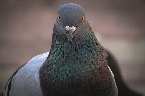 Pigeon