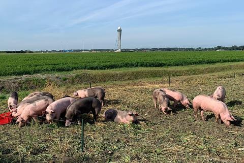 schiphol pigs-c-Amsterdam Schiphol airport